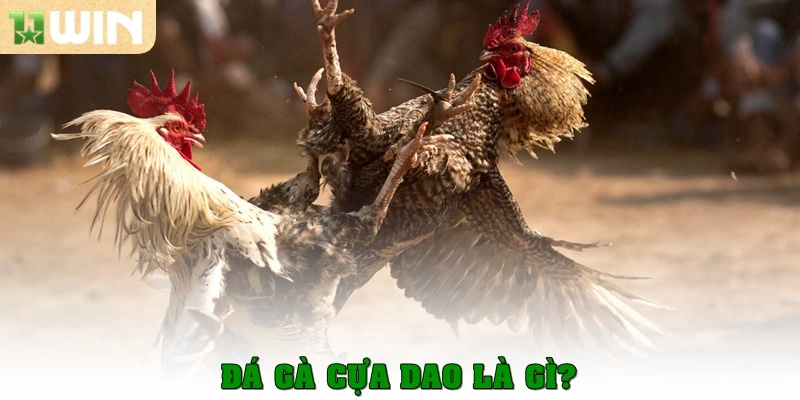 Đá gà cựa dao – Môn giải trí kịch tính và hấp dẫn bậc nhất 2 Đá gà cựa dao là gì?