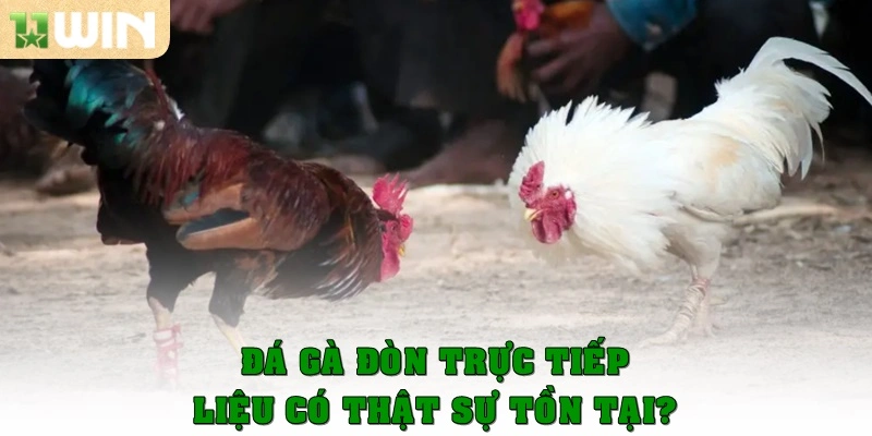 Đá gà đòn trực tiếp 11win – Trải nghiệm thú vị từng trận đấu 2 Đá gà đòn trực tiếp liệu có thật sự tồn tại?