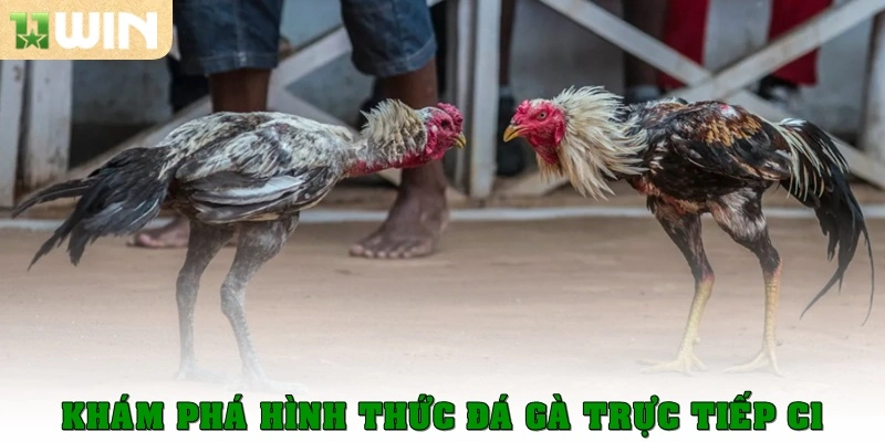 Đá gà trực tiếp C1 – Trải nghiệm kịch tính từng trận đấu 2 Khám phá hình thức đá gà trực tiếp C1