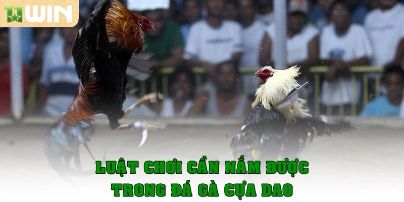 Đá gà cựa dao – Môn giải trí kịch tính và hấp dẫn bậc nhất 3 Luật chơi cần nắm được trong đá gà cựa dao