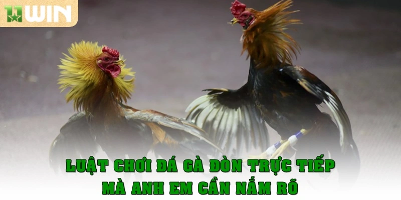 Đá gà đòn trực tiếp 11win – Trải nghiệm thú vị từng trận đấu 4 Luật chơi Đá gà đòn trực tiếp mà anh em cần nằm lòng
