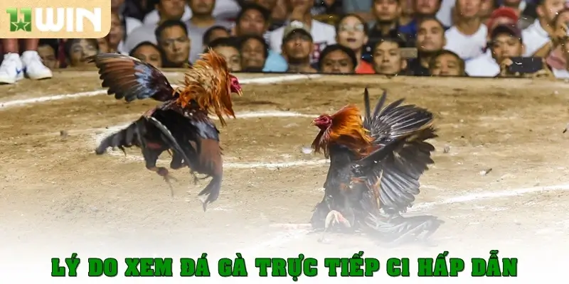 Đá gà trực tiếp C1 – Trải nghiệm kịch tính từng trận đấu 4 Lý do xem đá gà trực tiếp C1 hấp dẫn