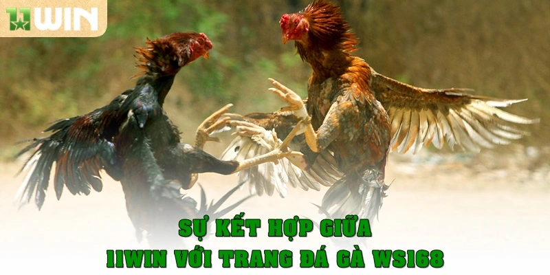 Sự kết hợp của 11win với trang đá gà WS168