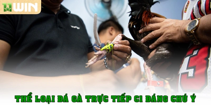 Đá gà trực tiếp C1 – Trải nghiệm kịch tính từng trận đấu 3 Thể loại đá gà trực tiếp C1 đáng chú ý