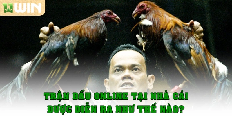 Đá gà đòn trực tiếp 11win – Trải nghiệm thú vị từng trận đấu 3 Trận đấu online tại nhà cái được diễn ra như thế nào?